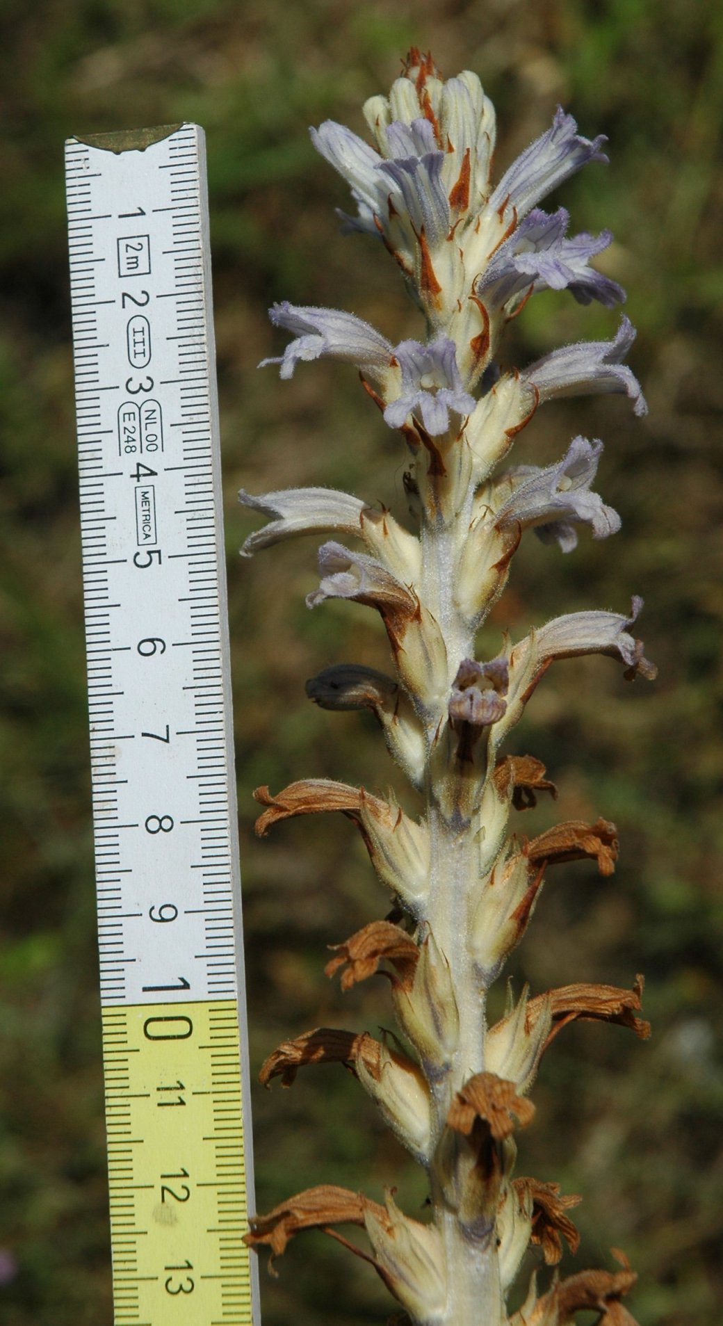 Phelipanche (Orobanche) purpurea / Succiamele azzurro